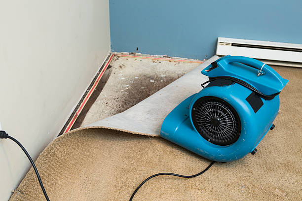 Best Mold removal after water damage  in Meraux, LA